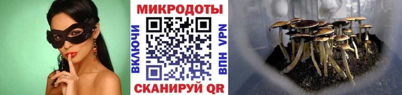 Псилоцибиновые грибы Cubensis  ОМГ ОМГ   Брюховецкая 
